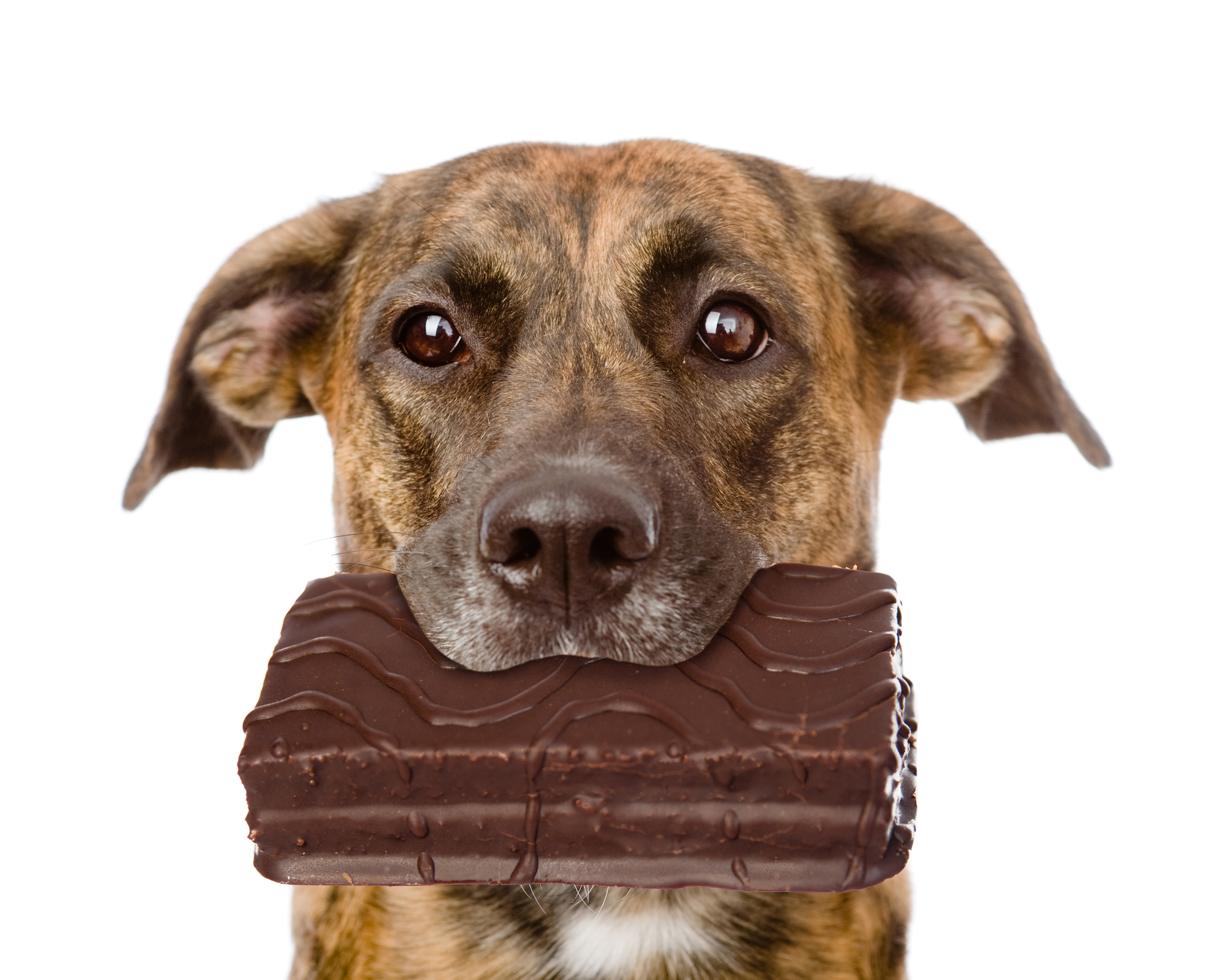 Don't let dogs eat chocolate this Christmas